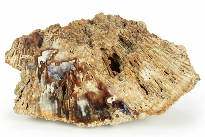 Agatized Fossil Coral Geode - Florida #250951